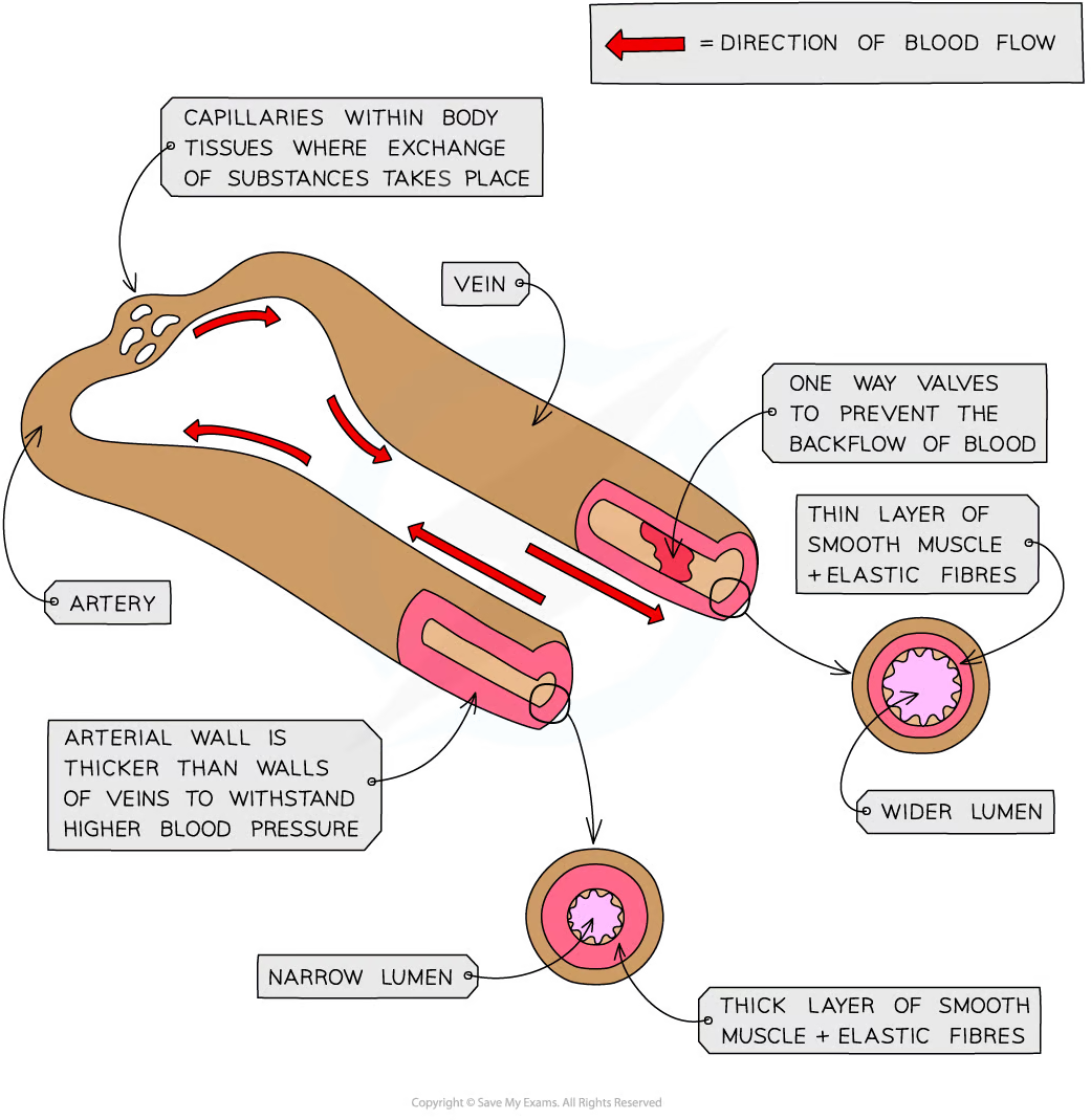 arteries and veins differences