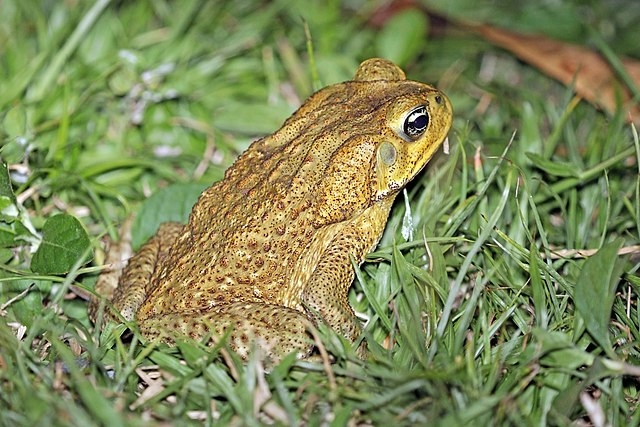 cane toad bufo marinus