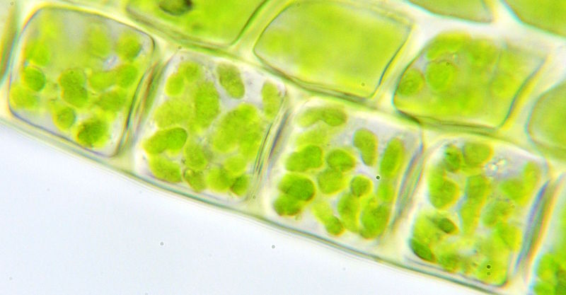 A light micrograph showing plant cells with visible green chloroplasts