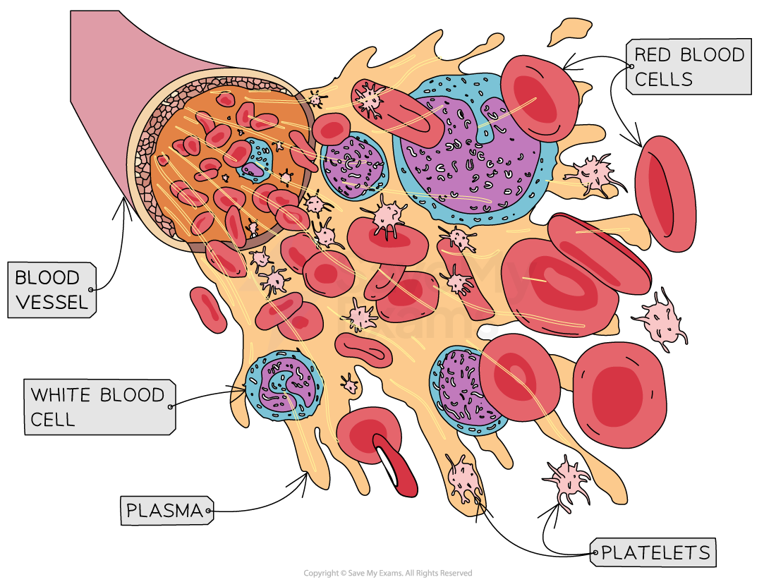 components of blood in a vessel
