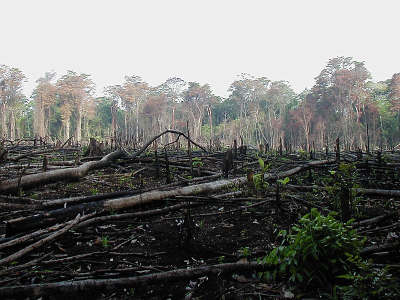 deforestation by burning