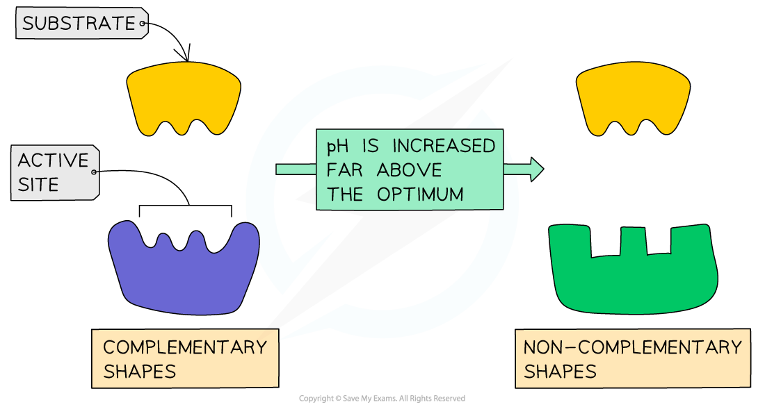 Effect of pH on enzyme activity
