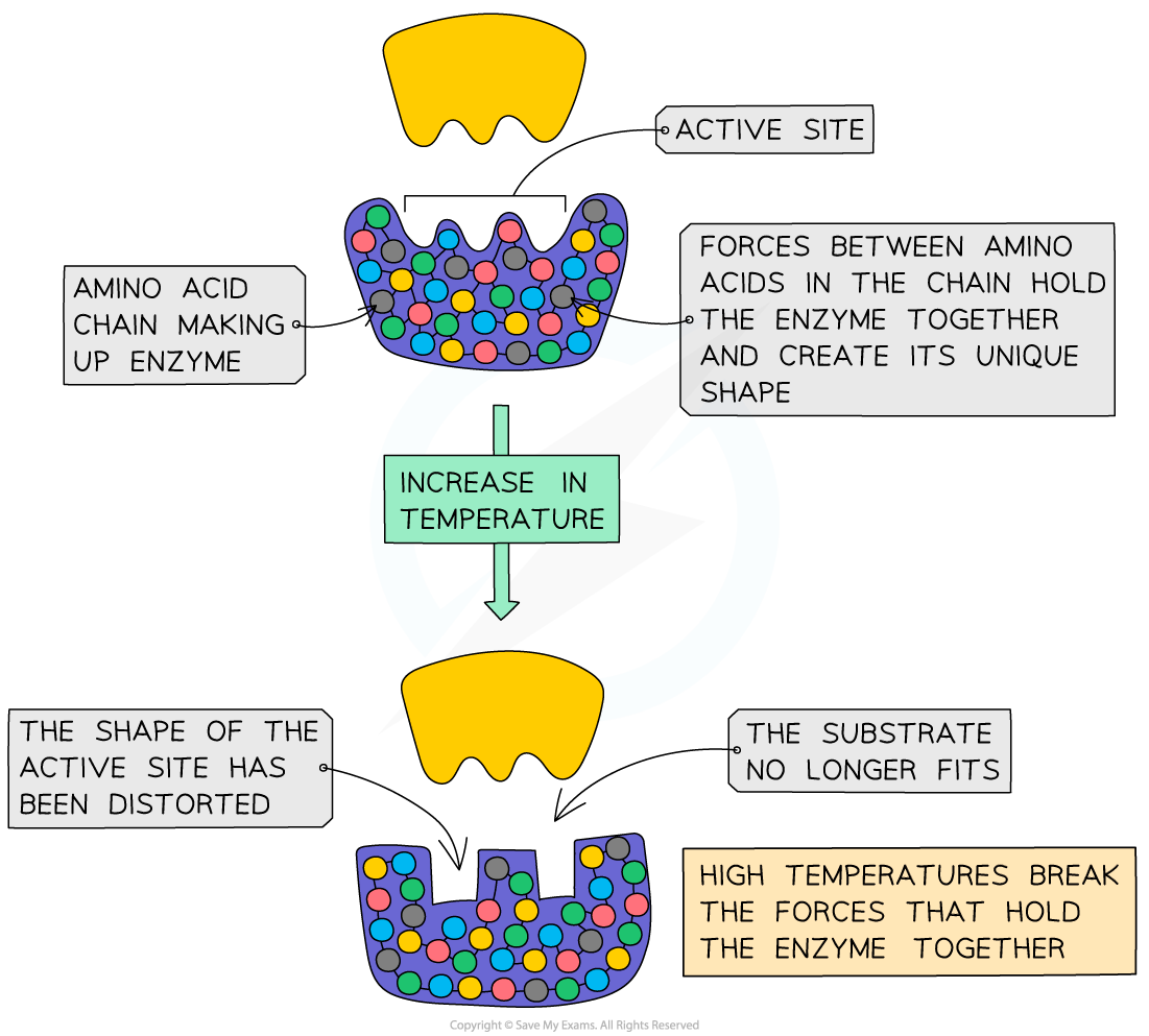 Effect of temperature on enzyme activity