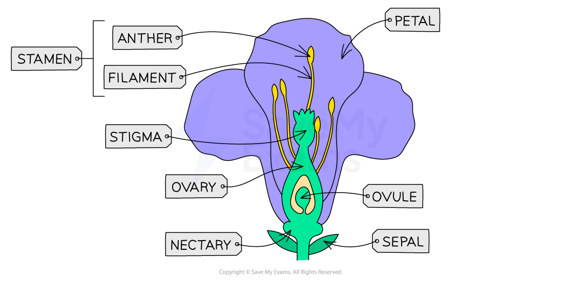 Features of an insect-pollinated flower