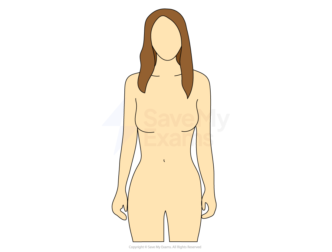 Female secondary sexual characteristics