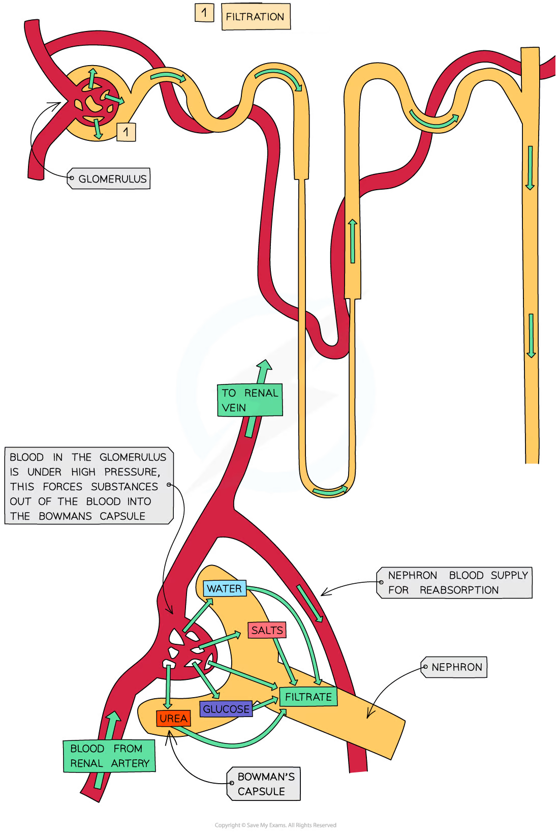 filtration of blood in the glomerulus