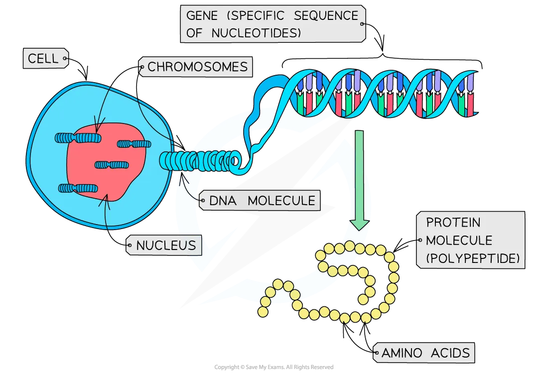 From gene to protein diagram