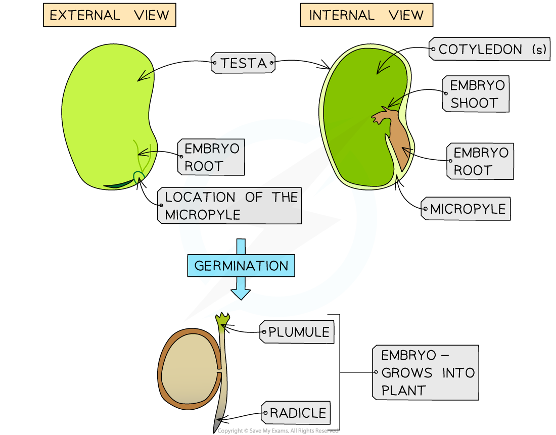 germinating-seed-structure