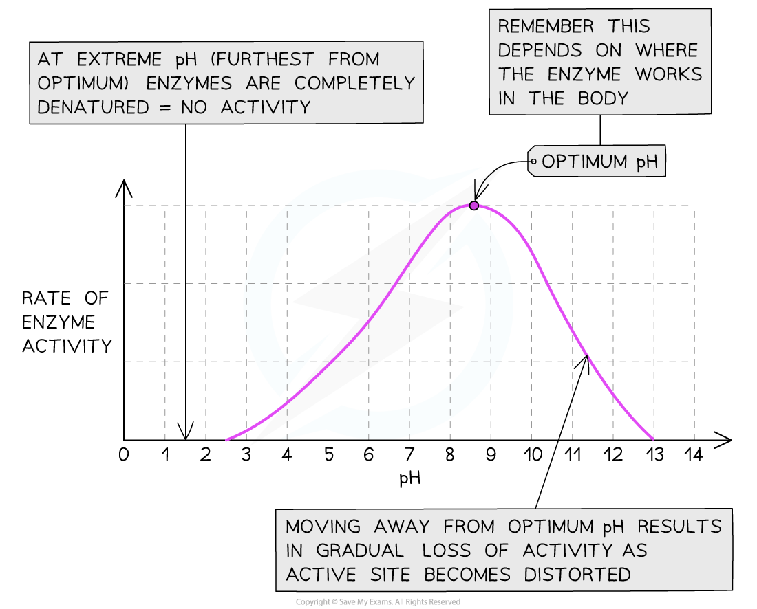 Graph showing effect of pH on rate of activity for an enzyme from duodenum