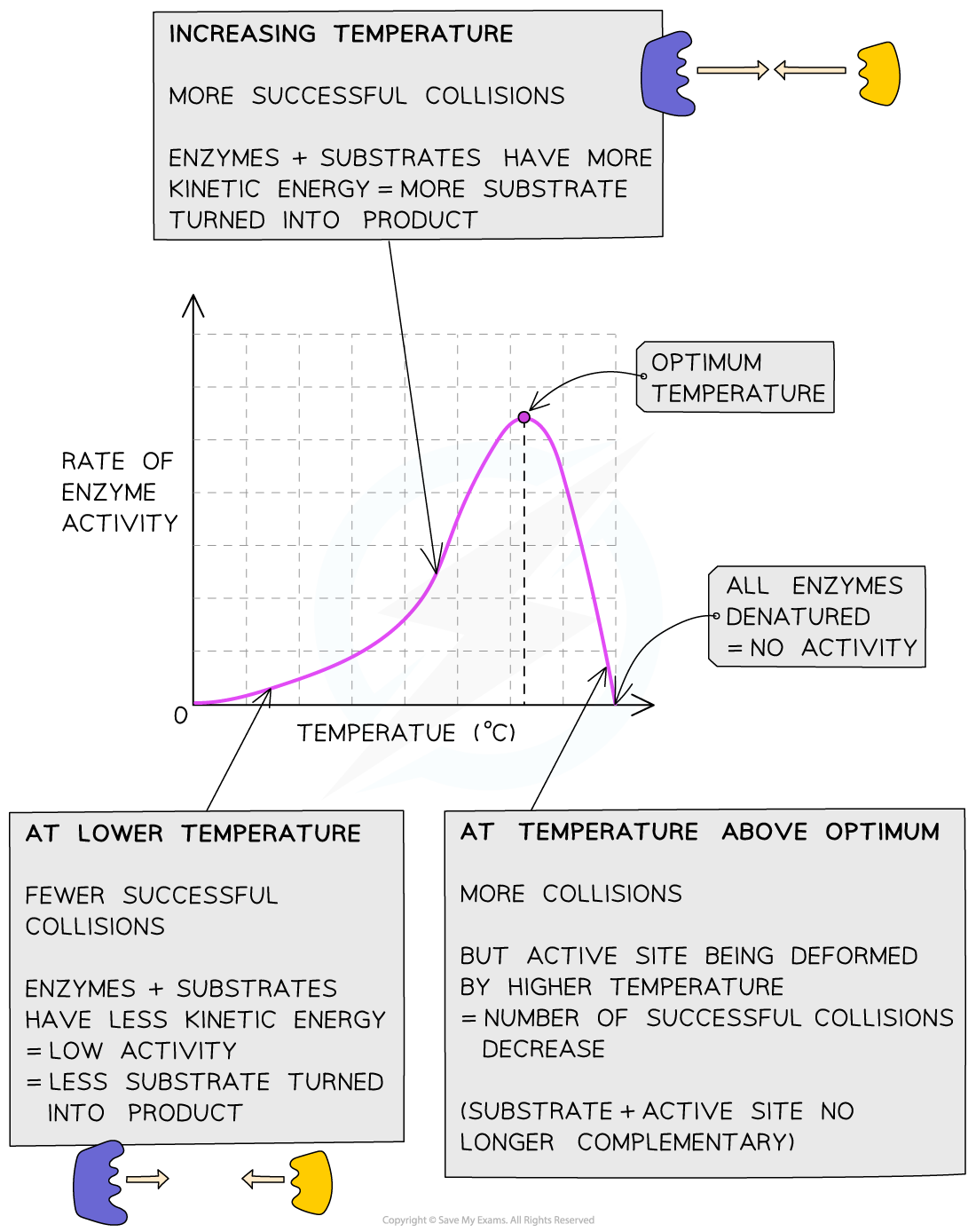 Graph showing the effect of temperature on rate of enzyme activity