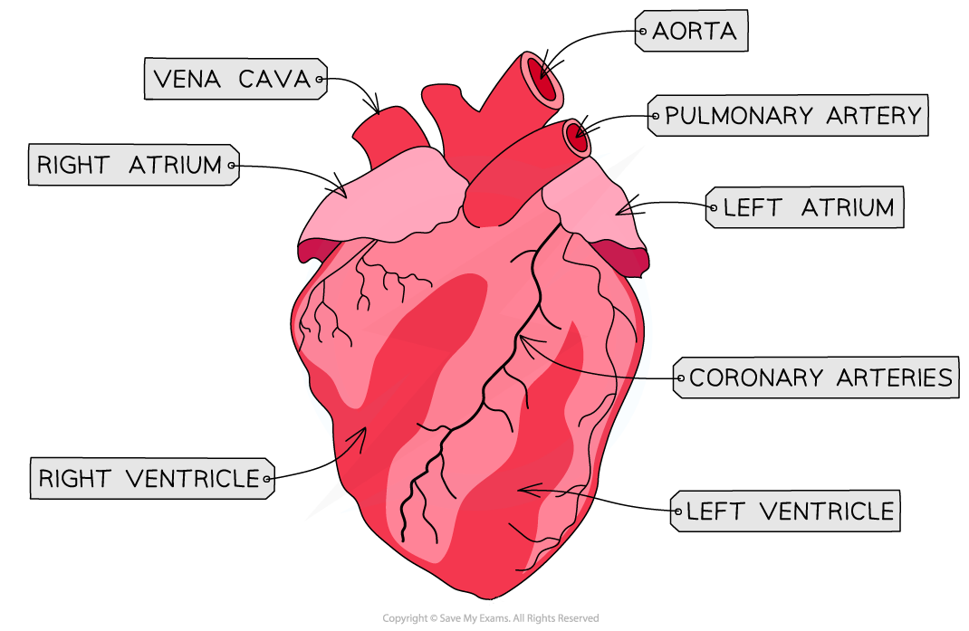 heart labelled exterior view