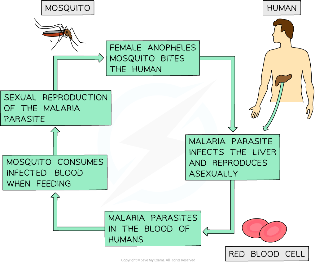 life cycle of malaria parasite