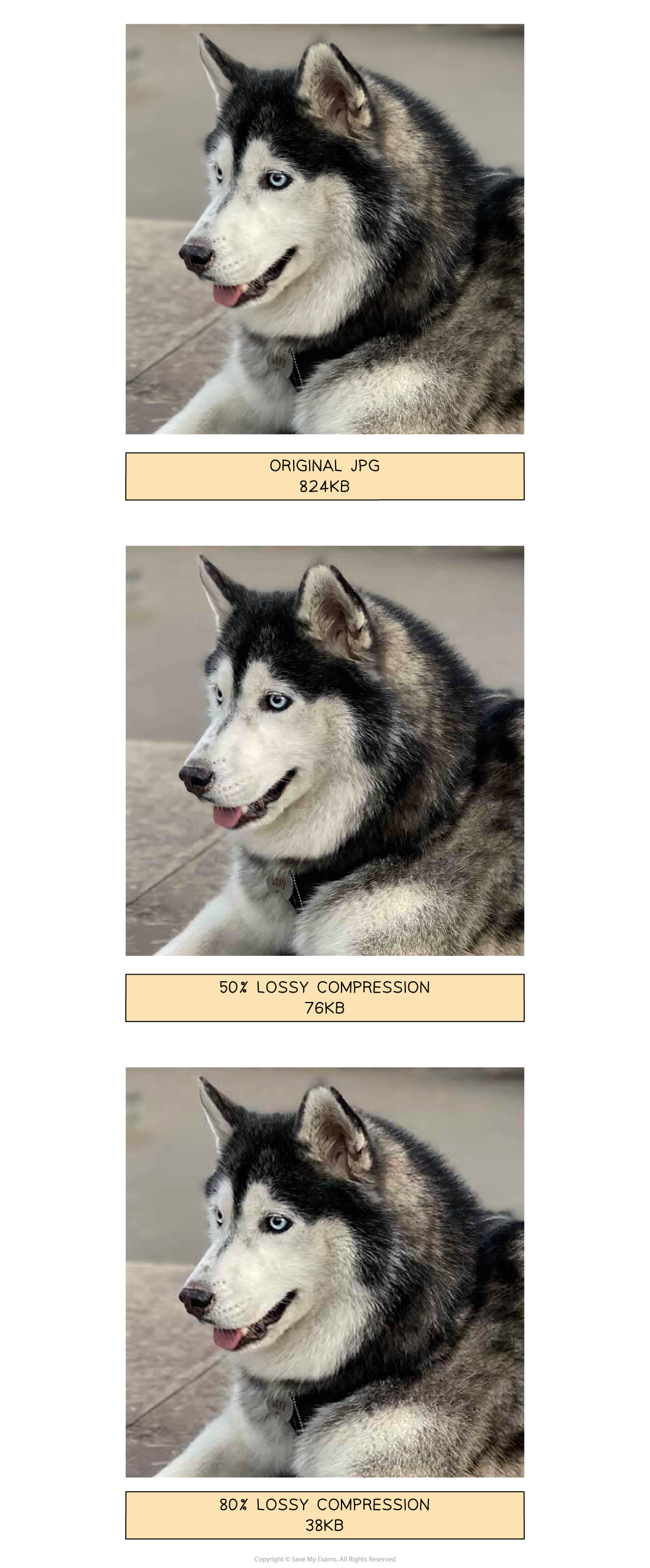3 images of a husky dog, 1 with no compression, 1 at 50% and 1 at 80%