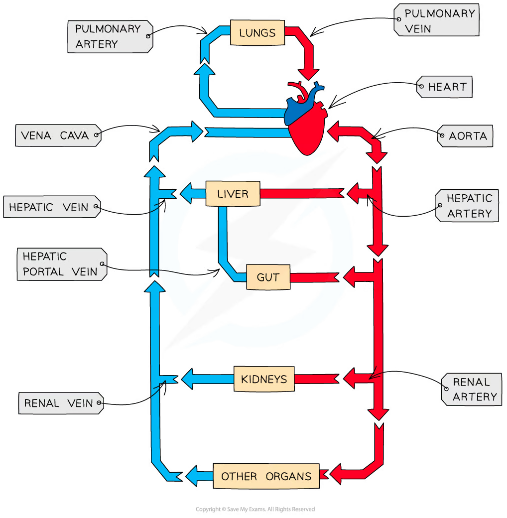 main arteries and veins