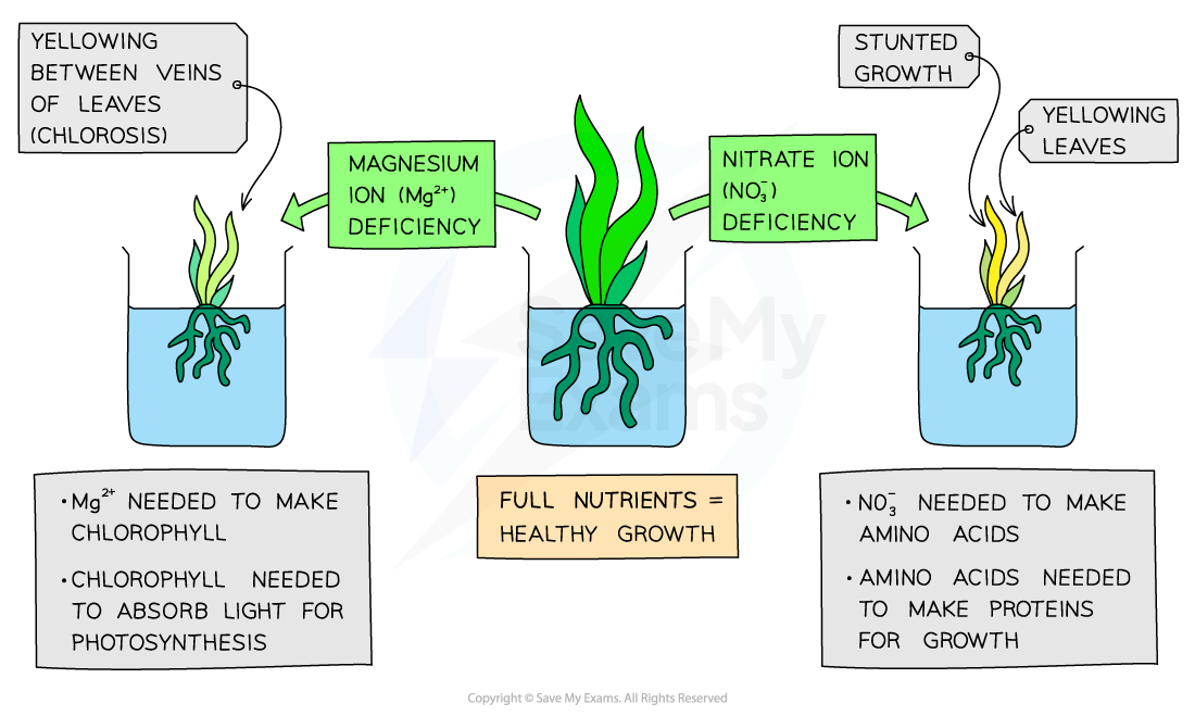 mineral deficiencies in plants