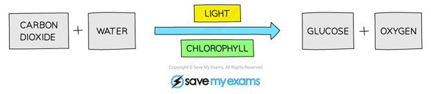 photosynthesis-1