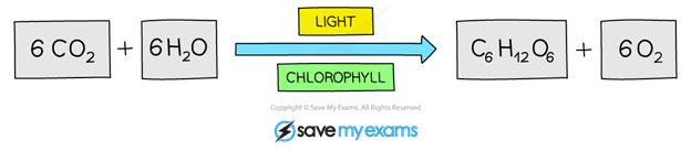 photosynthesis-2