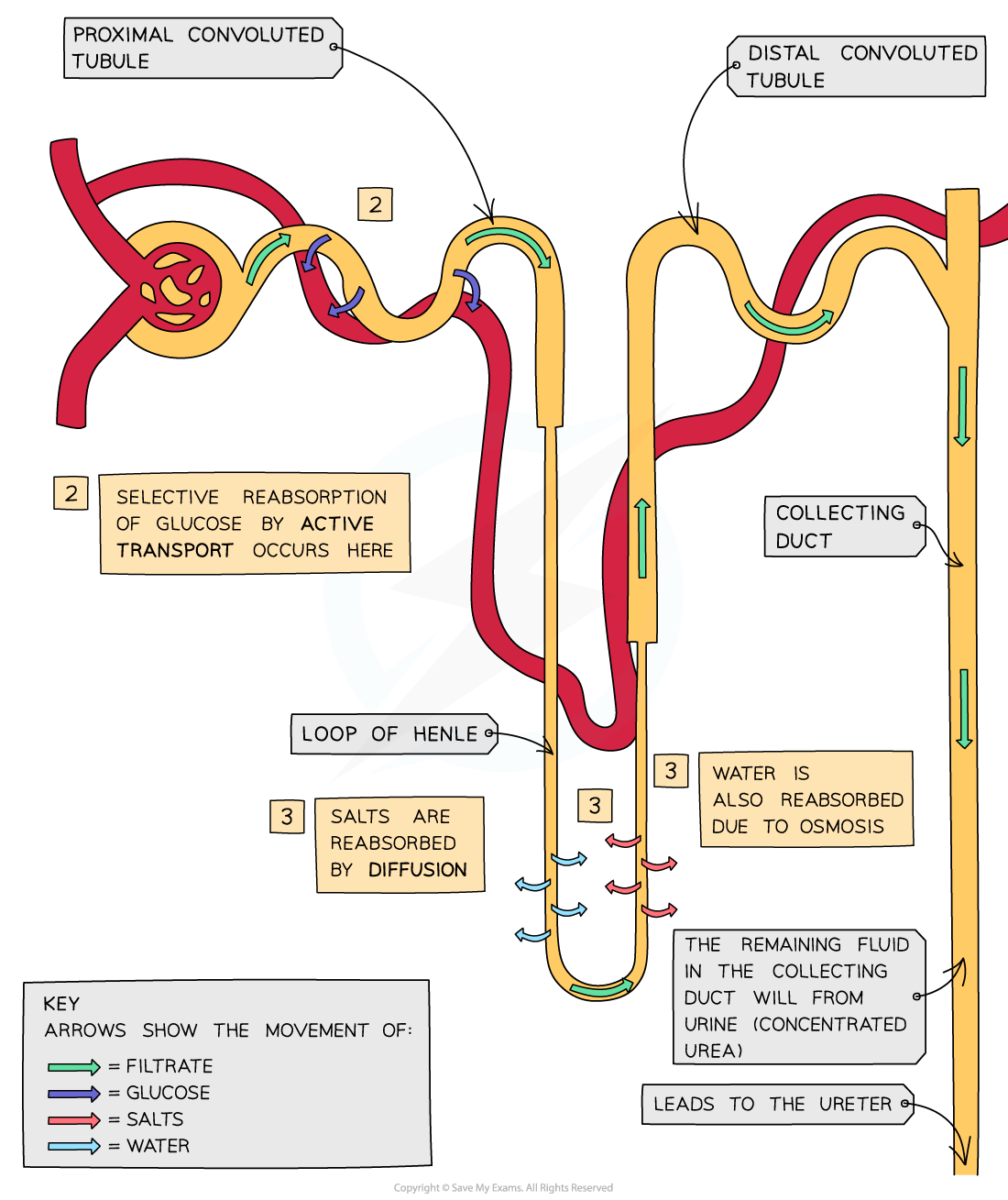 Reabsorption_1, downloadable IGCSE & GCSE Biology revision notes