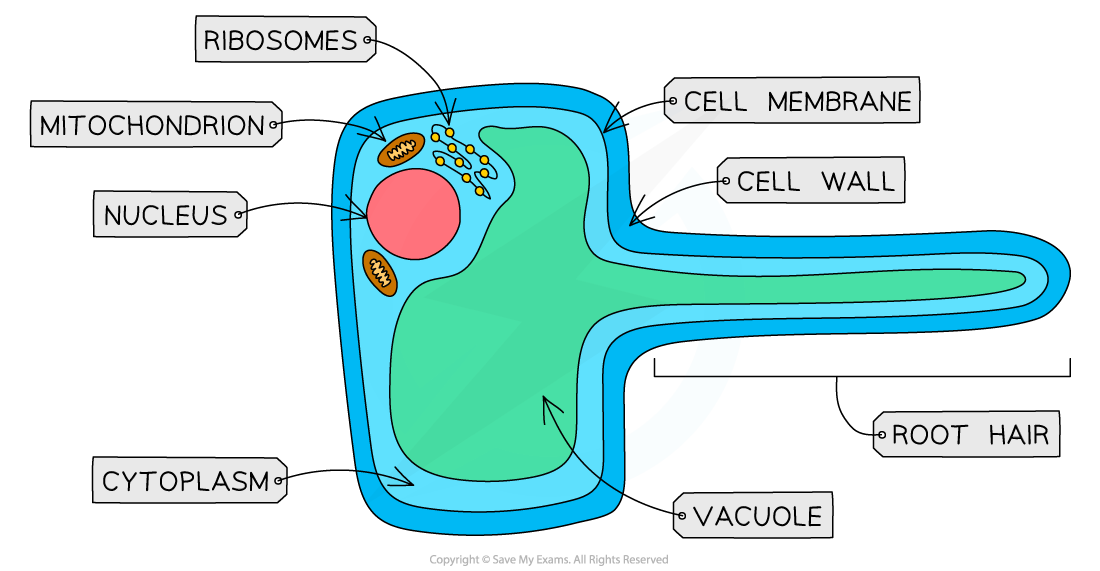 Root Hair Cell