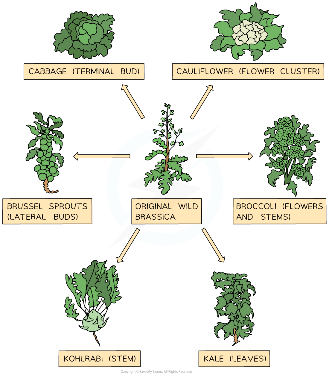 Selective breeding plants