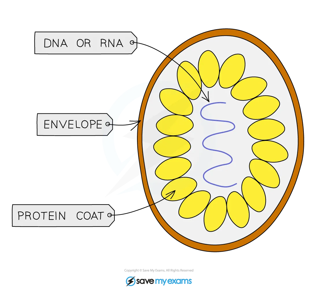 structure-of-a-typical-virus-diagram