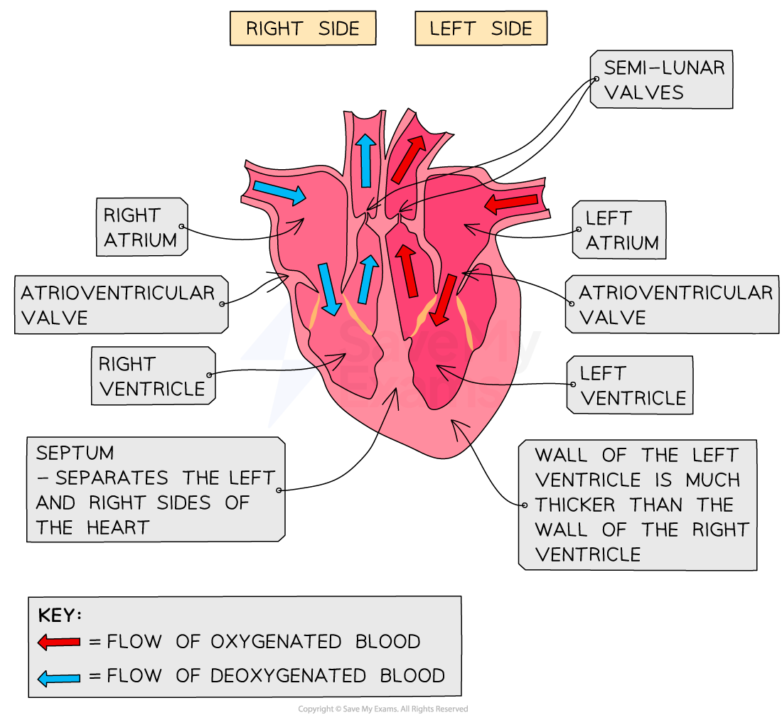 identifying structures in the heart
