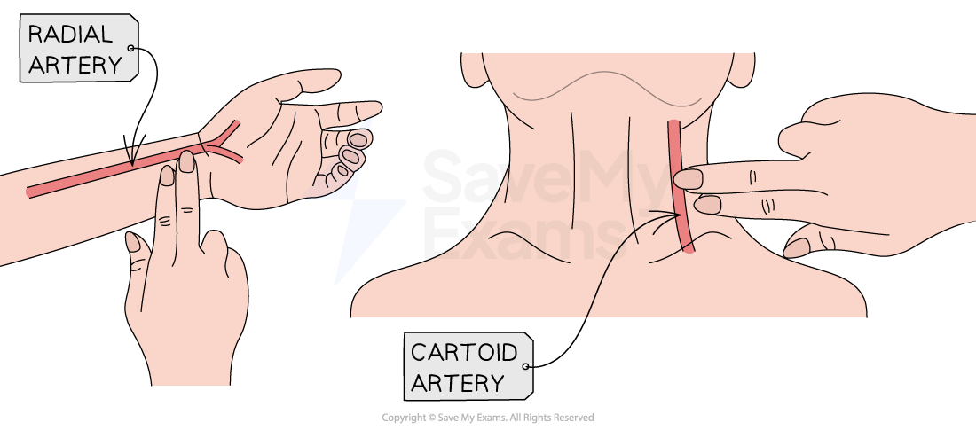taking pulse measurement
