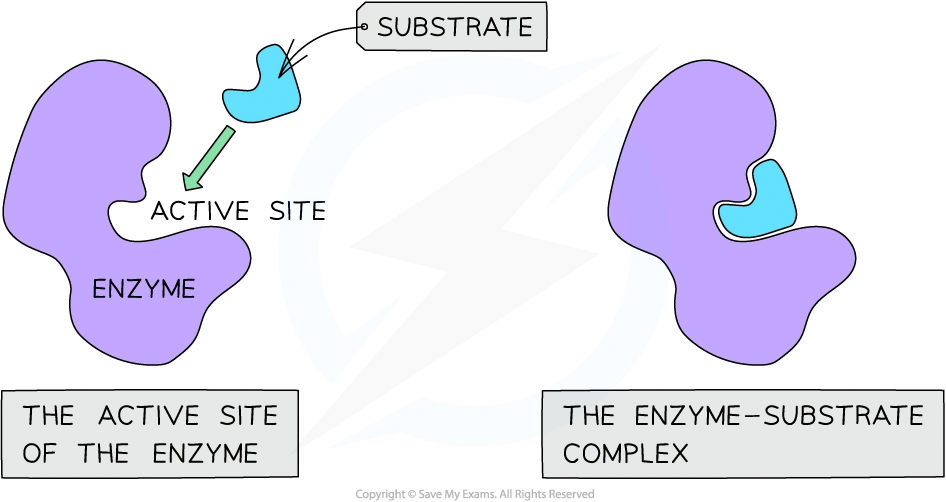 The formation of the enzyme substrate complex