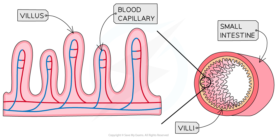 The highly folded surface of the small intestine increases its surface area