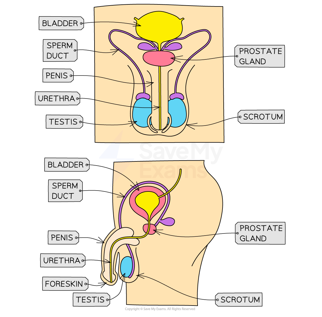 The male reproductive system