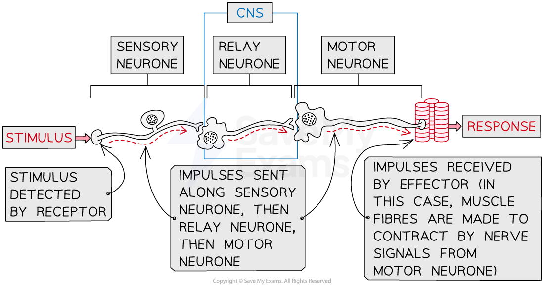 the reflex arc