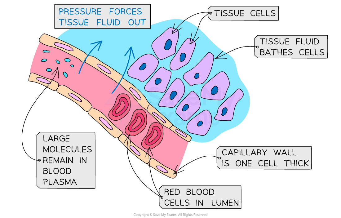 tissue fluid formation bathing cells