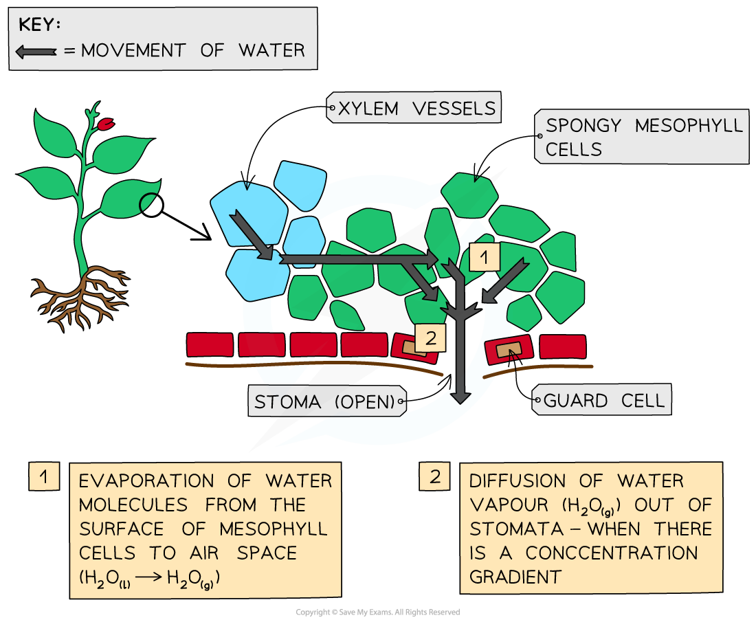 Water moving from the xylem to the leaf mesophyll