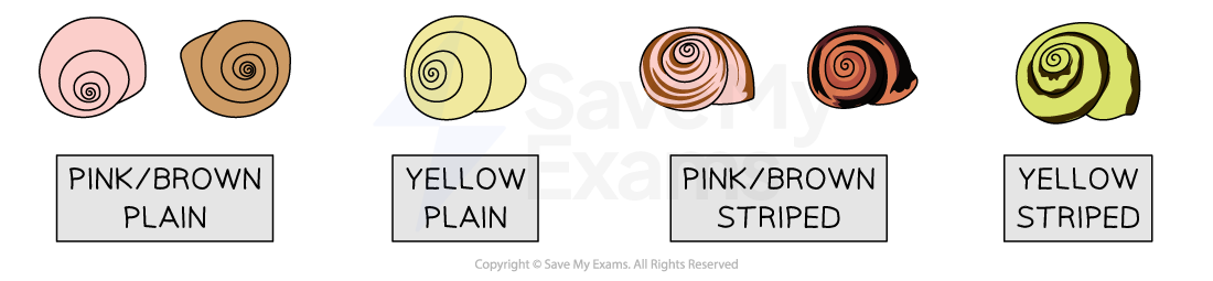 variation-in-snails