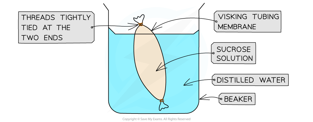 dialysis-tubing-experiment-osmosis